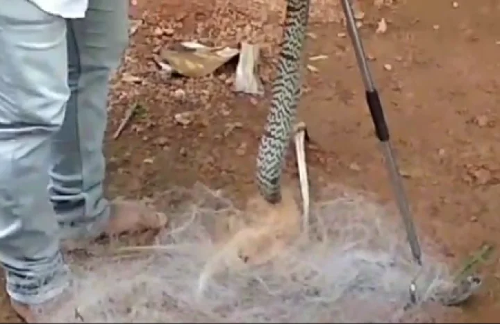 ಮೀನು ಬಲೆ