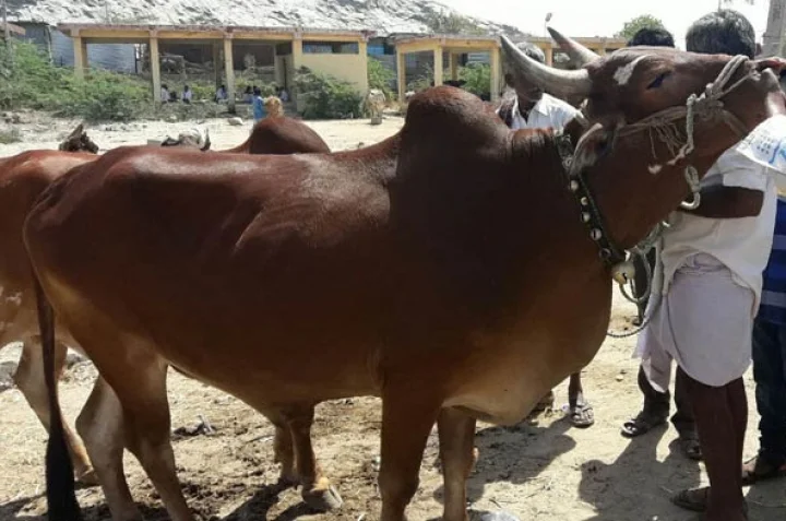 ಜಾನುವಾರು