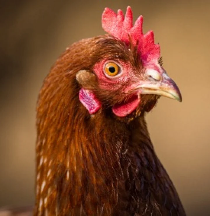 ಷಷ್ಠಿ ಆಚರಣೆ