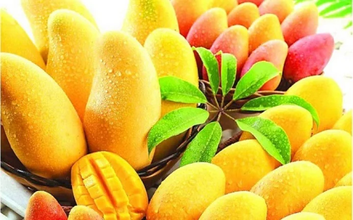 ಲಾಲ್ ಬಾಗ್ ನಲ್ಲಿ ಇಂದಿನಿಂದ ಮಾವು ಮೇಳ ಆರಂಭ