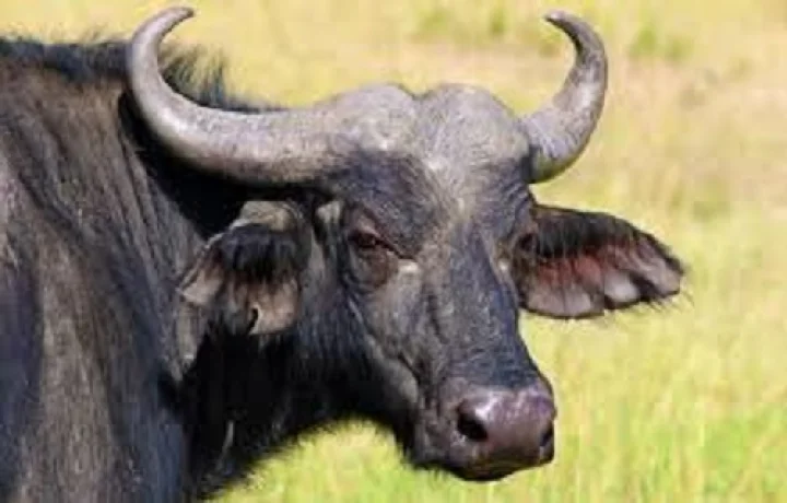 ರಾಯಚೂರು 