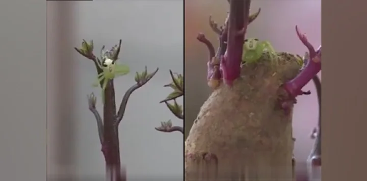 ಚೀನಾ