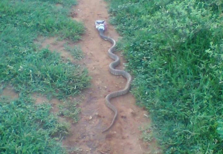 ಬಿಯರ್ ಬಾಟಲ್