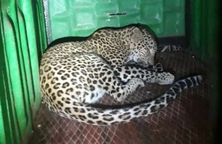 ರೇಷ್ಮೆ ಗೂಡು