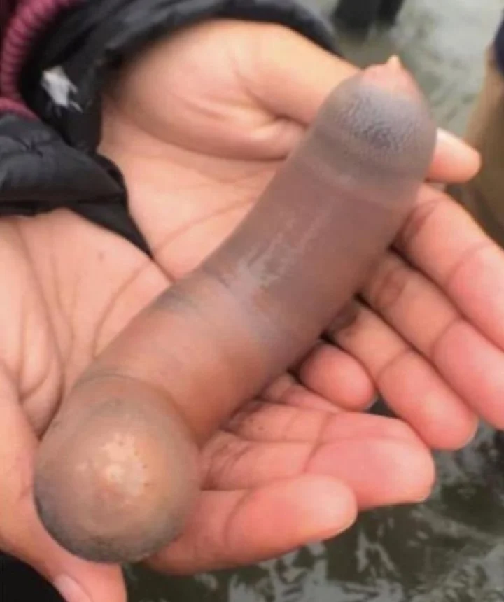 ಪೆನ್ನಿಸ್ ಫಿಶ್