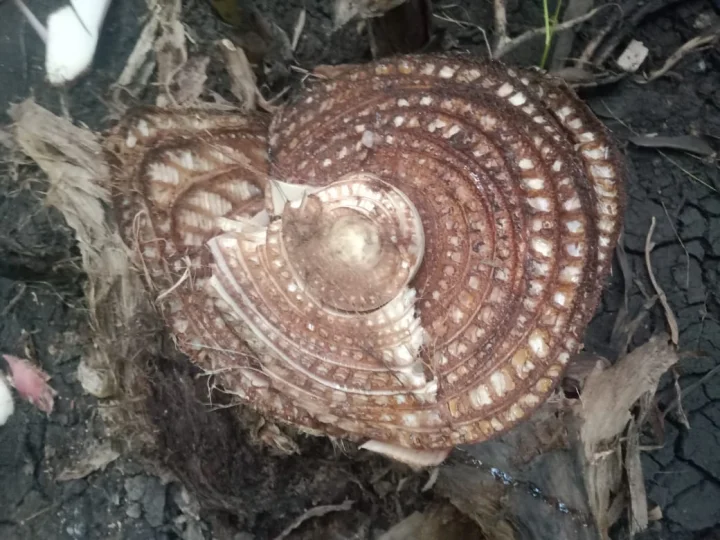 ಅಯ್ಯಪ್ಪ ವೇಷಧಾರಿ