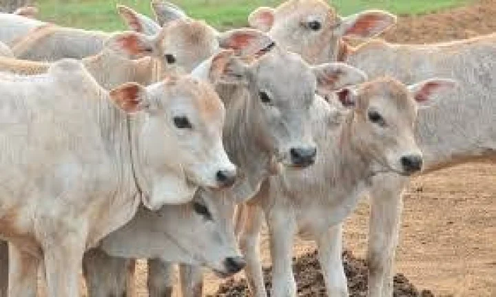ಗೋವಿಜ್ಞಾನ