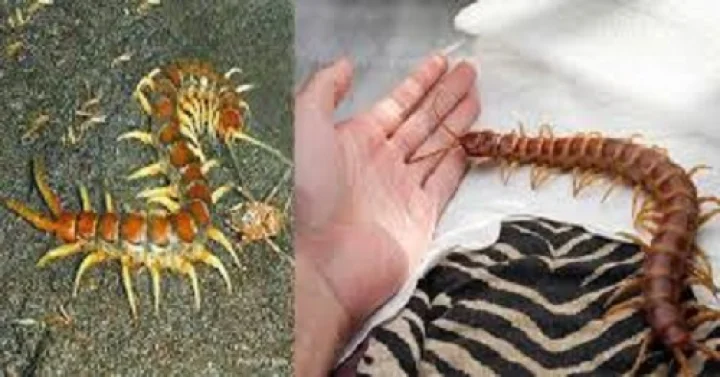 ಬೆಂಗಳೂರು