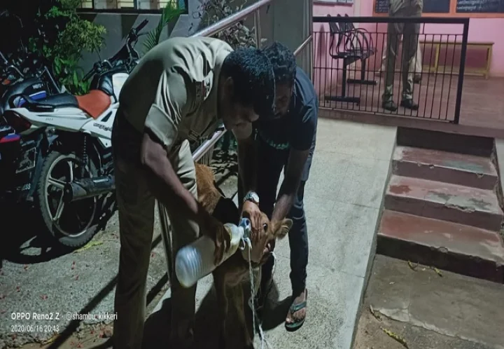 ಕರು
