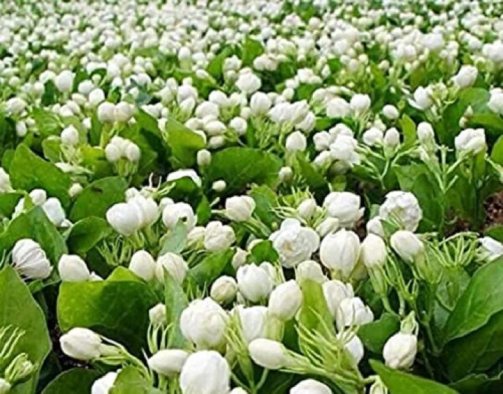 ಬೆಂಗಳೂರು