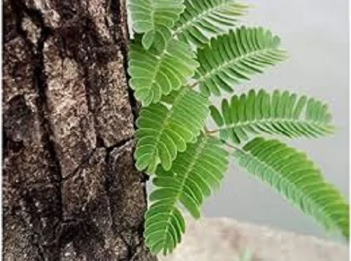 ಬೆಂಗಳೂರು