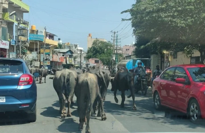 ಬೆಂಗಳೂರಿನಲ್ಲಿ ಎಮ್ಮೆಗಳ ವಿರುದ್ಧ ದೂರು ನೀಡಿದ ಟೆಕ್ಕಿಗಳು