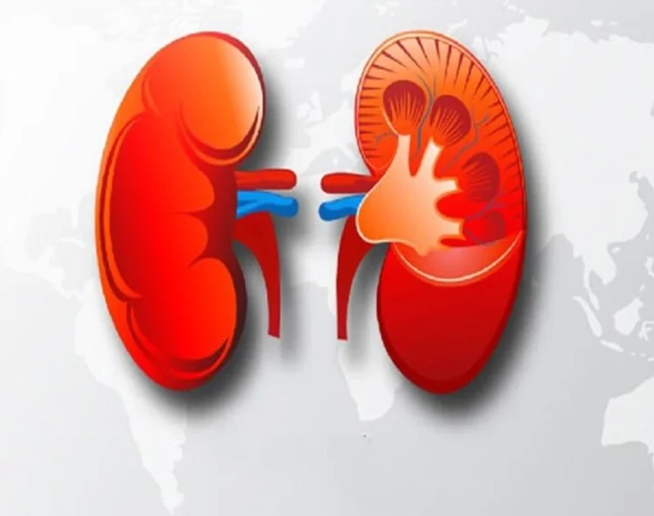 Kidney