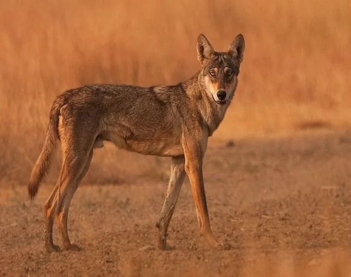 Bankapur Gray Wolf Sanctuary, Koppala Wolf Sanctuary, Gray Wolf In India
