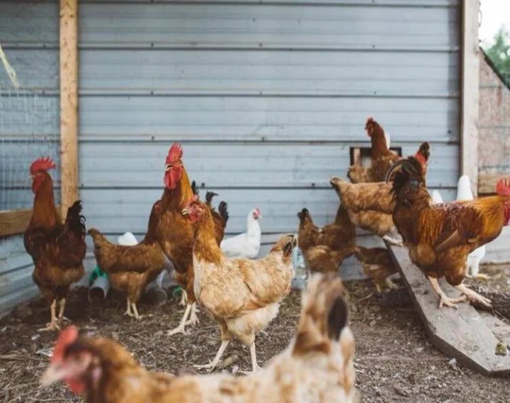 Bird Flu Case In KarnatakaKarnataka Chicken And Egg Rate, Bangalore Today Chicken Rate