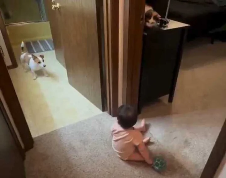 Dog viral video