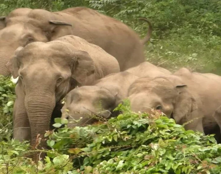Wild elephant capture operation, Forest Department, poacher attack in Belur