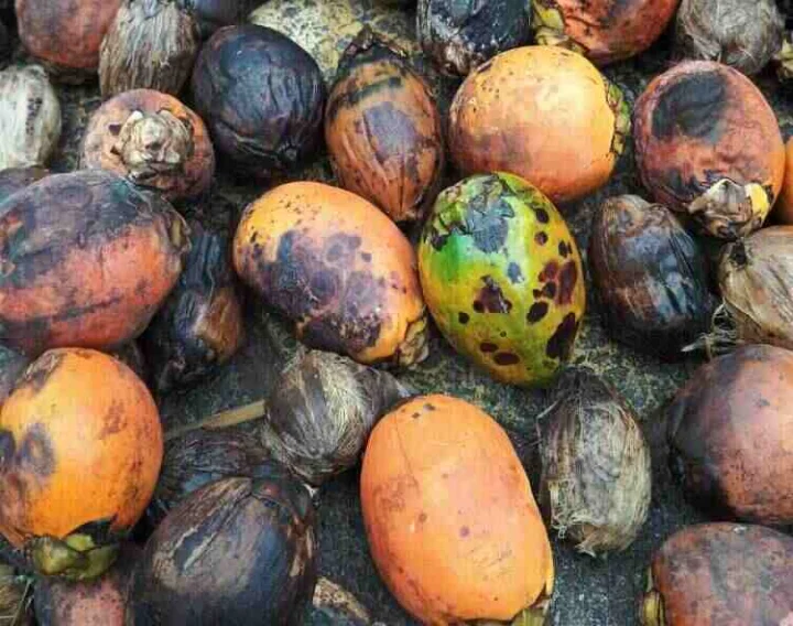 Arecanut