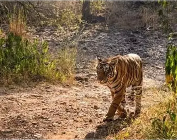 ರಾಜಸ್ಥಾನ ಹುಲಿ ದಾಳಿ