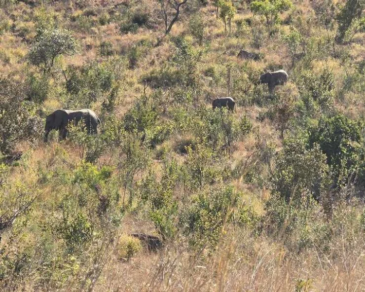 ಸುಳ್ಯ ಆನೆ ದಾಳಿ