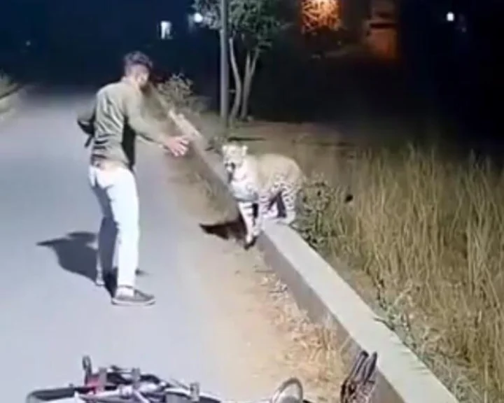 Cheetah attack