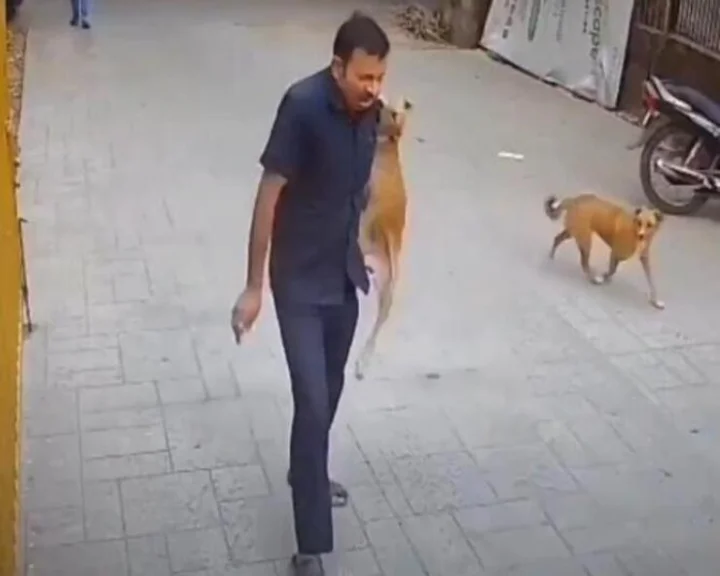 Viral video of street dog attack