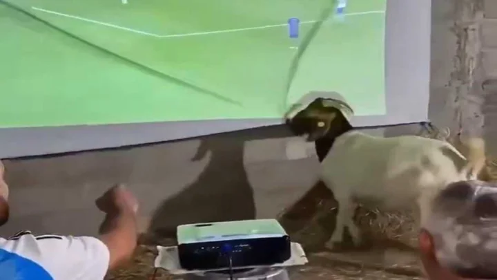 Viral video goat