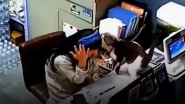 Viral video cat