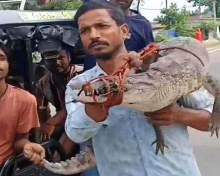 Crocodile catched