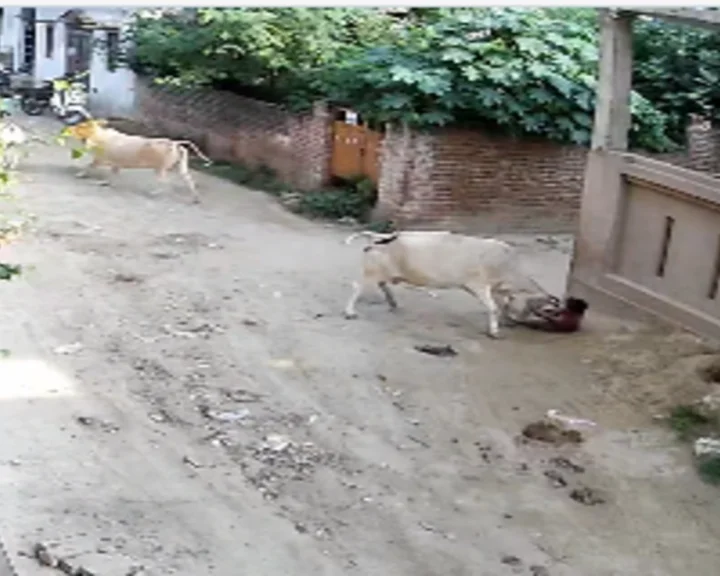 Luckonow Cow Attack Video