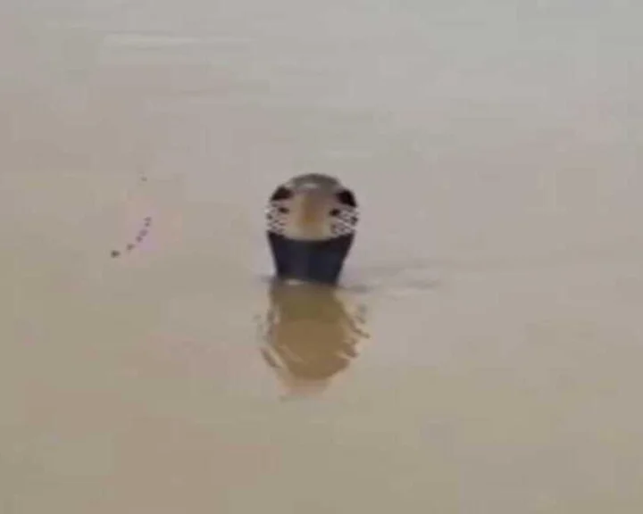 webdunia