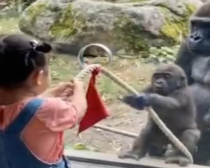 Chimpanzee