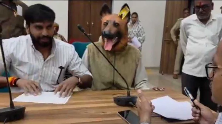 Madhya Pradesh Dog