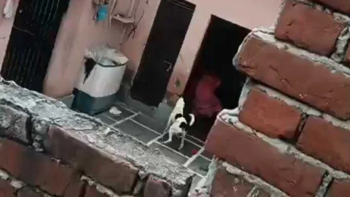 wife kills husband