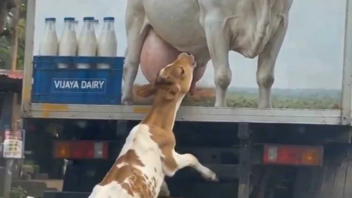 Cow viral video