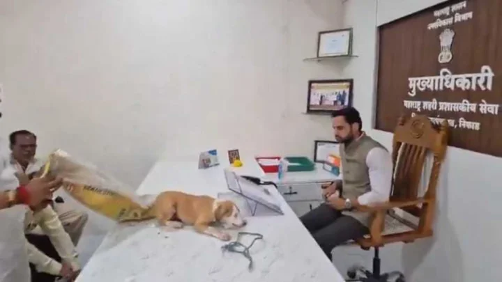 Stray dog