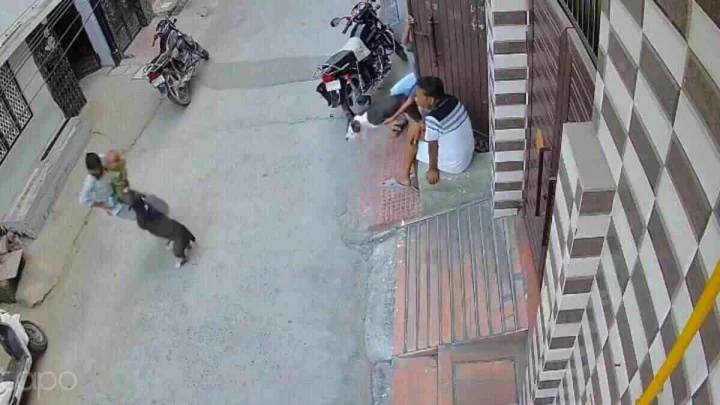 pitbull dog attack sonipat