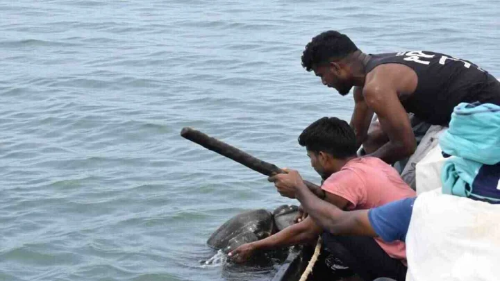 Elephant rescue