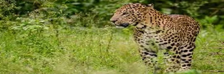 A leopard appeared behind the collector's house