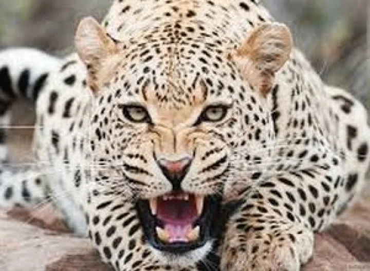 चित्ता वेगात नामशेष होण्याच्या मार्गावर!