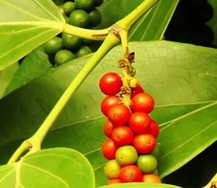 കുരുമുളക് വിളവെടുപ്പിന് തുടക്കം; വിലയിടിവ് ഉണ്ടാകുമെന്ന് റിപ്പോര്‍ട്ട്