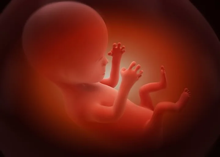 Fetus