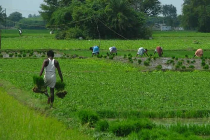 महाराष्ट्रात पीक विमा योजनेत भ्रष्टाचार म्हणाले कृषी मंत्री माणिकराव कोकाटे