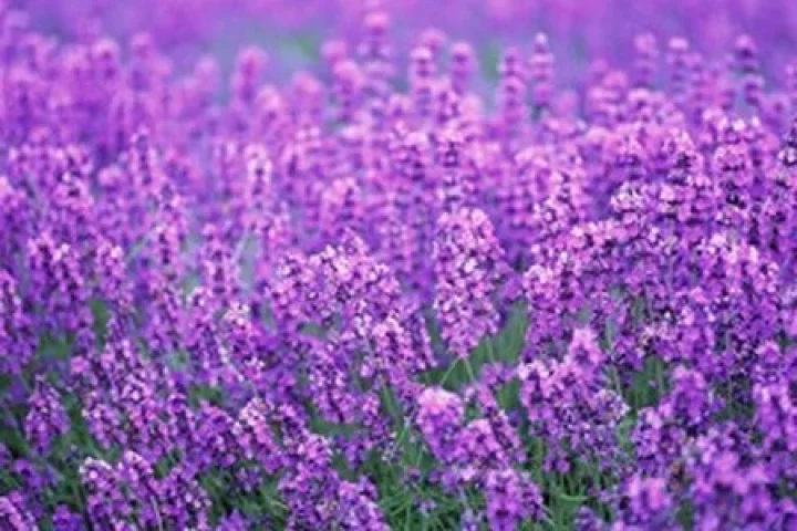 Lavender and its benefits