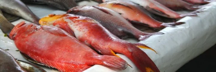 पावसाळ्यात का खाऊ नये मासोळी?