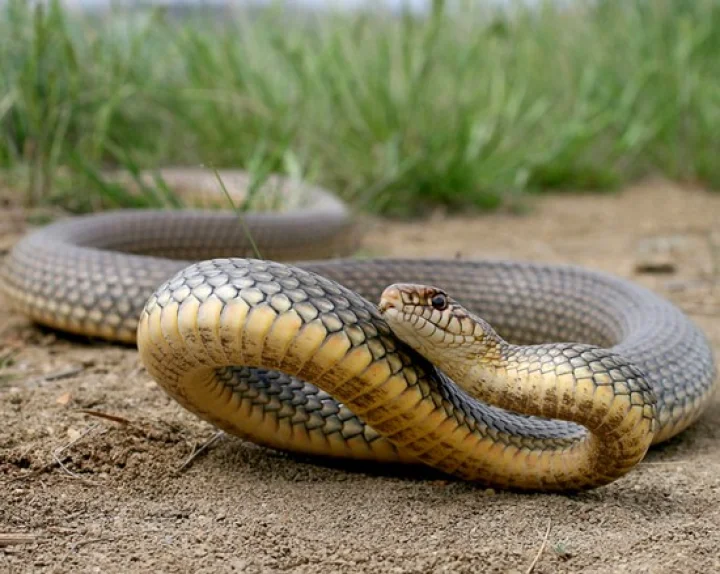 Naga