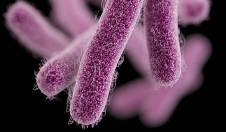 Shigella