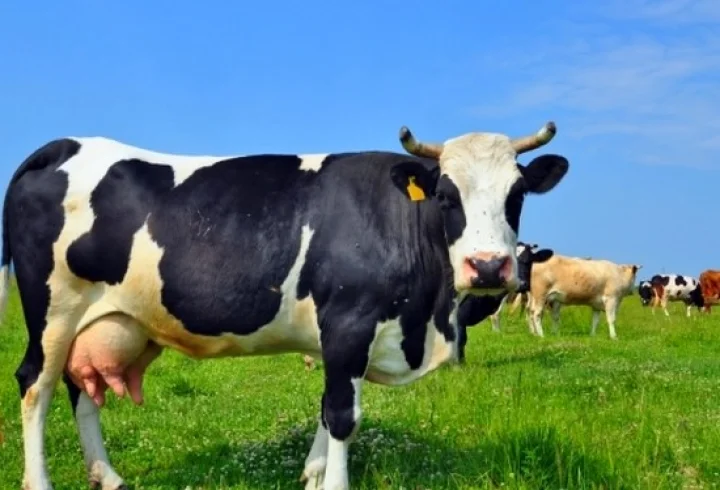 Essay on Cow in Marathi