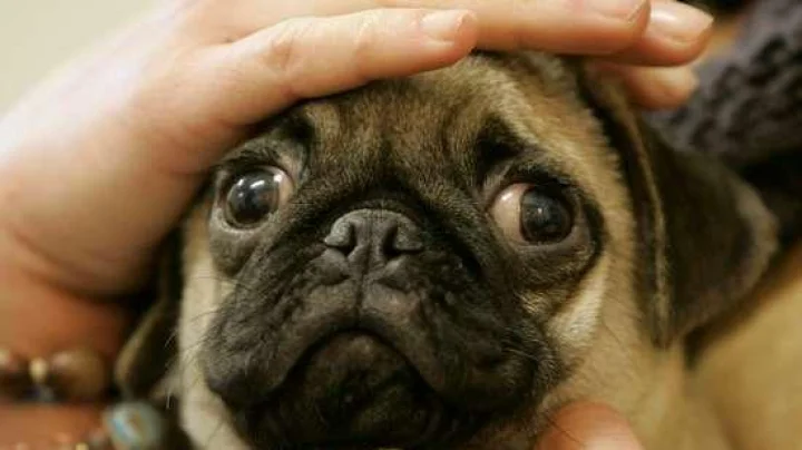 काय सांगता, कुत्री आणि मांजरीचे देखील विमे होऊ शकतात