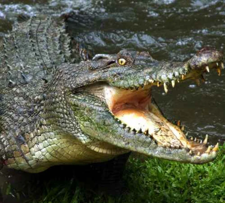 crocodile attack